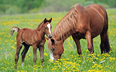 Insektenschutzmittel für das Pferd